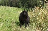 SCHIPPERKE 004